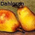 DavaDahlgran